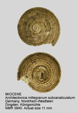 MIOCENE Architectonica milleganum subcanaliculatum.jpg - MIOCENEArchitectonica milleganum subcanaliculatum(d'Orbigny,1852)